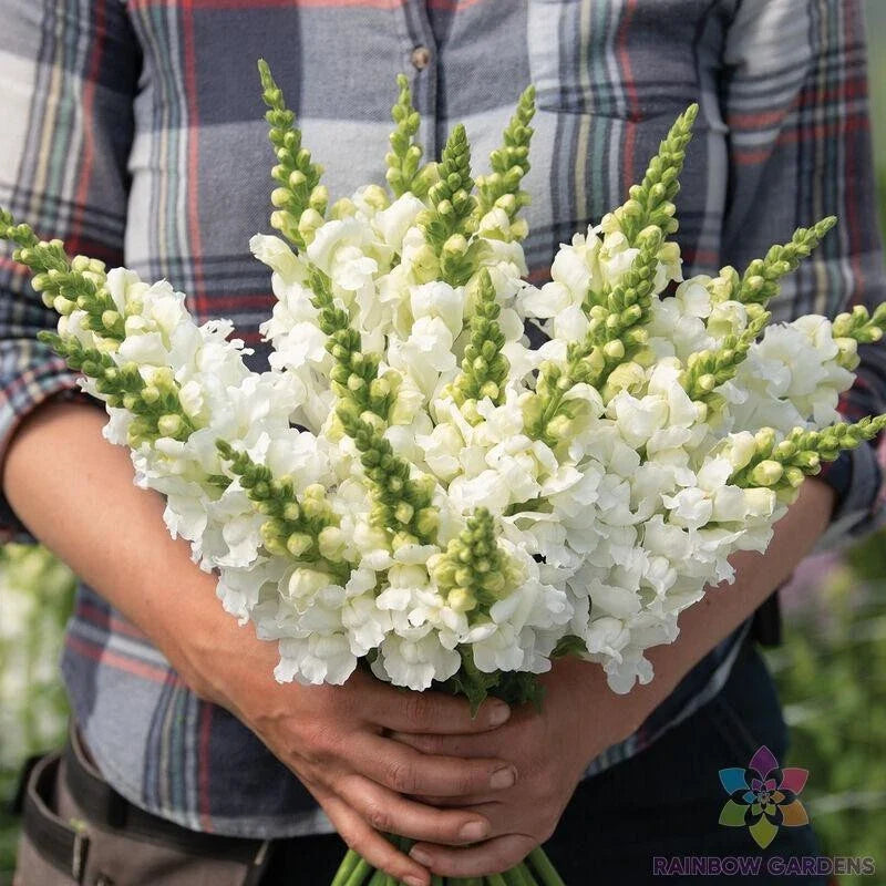Snapdragon Seeds - 1000+ Legend White Variety - Antirrhinum majus - Perfect for Garden Planting - USA