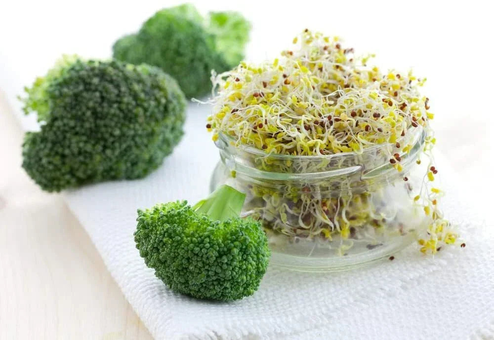Broccoli Sprout Seeds 500 Count - Fast Growing Brassica oleracea