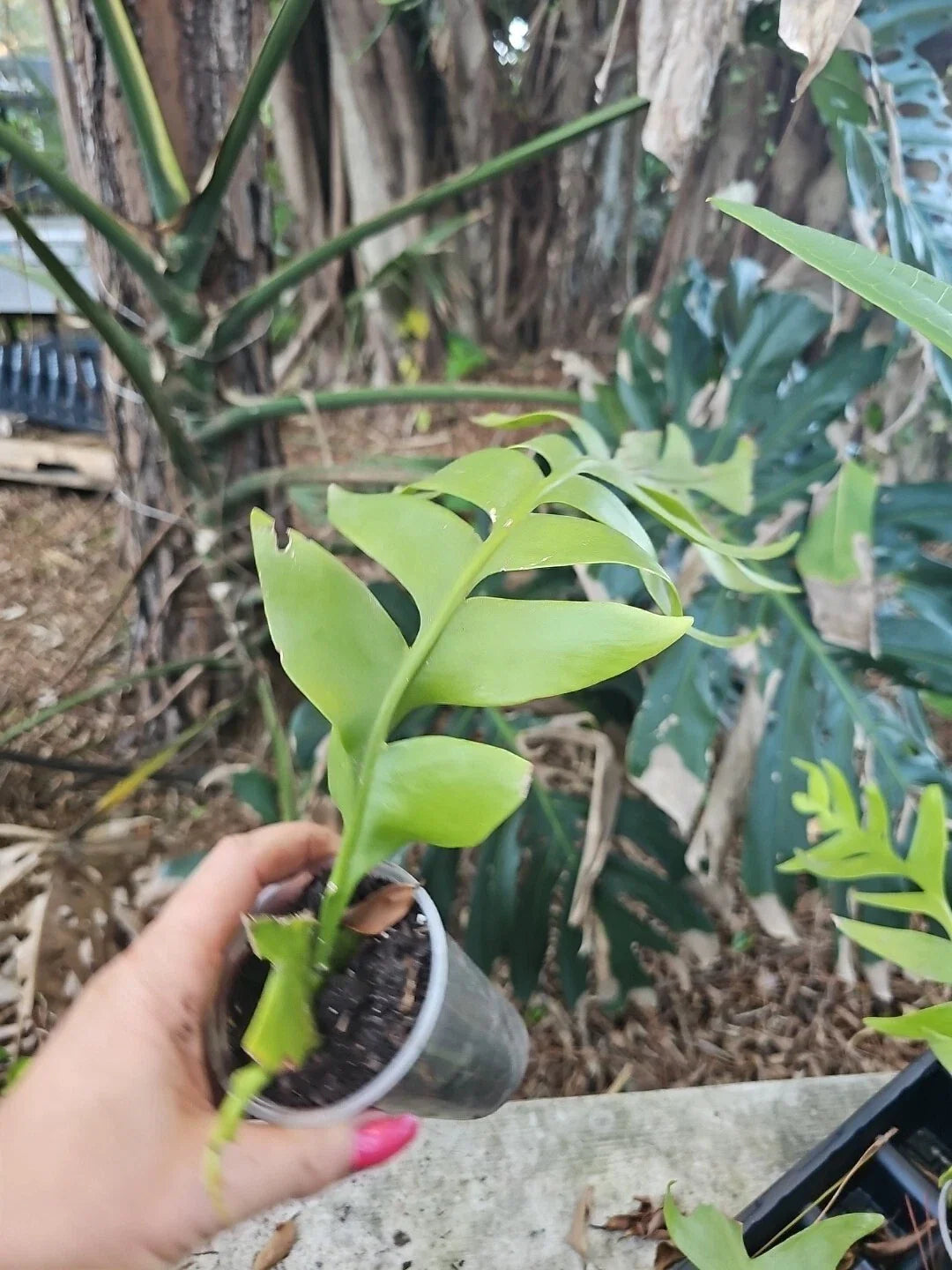 Large Fern Leaf Orchid Cactus 3” Pot, Shark Tooth, Selenicereus chrysocardium
