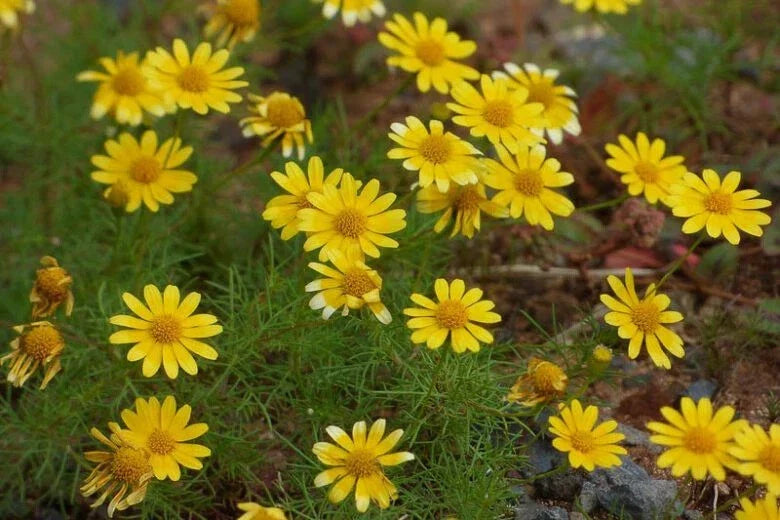 Dahlberg Daisy Seeds - 200+ Pack - Thymophylla Tenuiloba - Yellow Flowering Perennial for Garden Planting