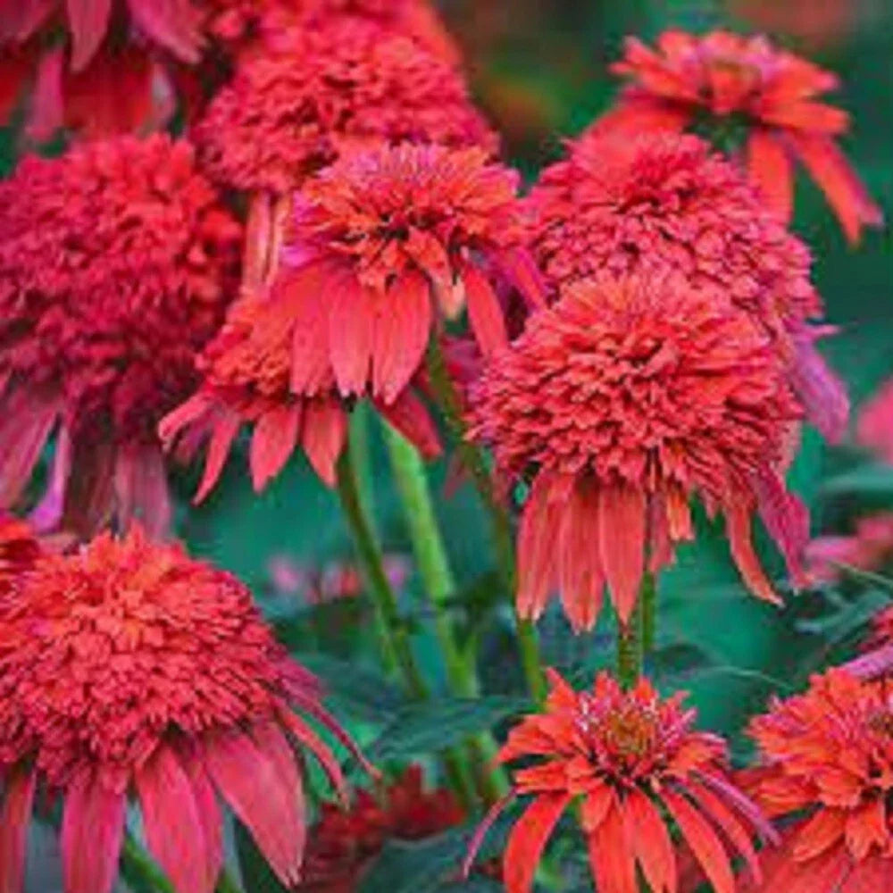 50 Coneflower Seeds - Mandarin DBL Scoop Echinacea - Perennial Flower Seeds - Bright Orange Blooms, Easy Care Garden Plant