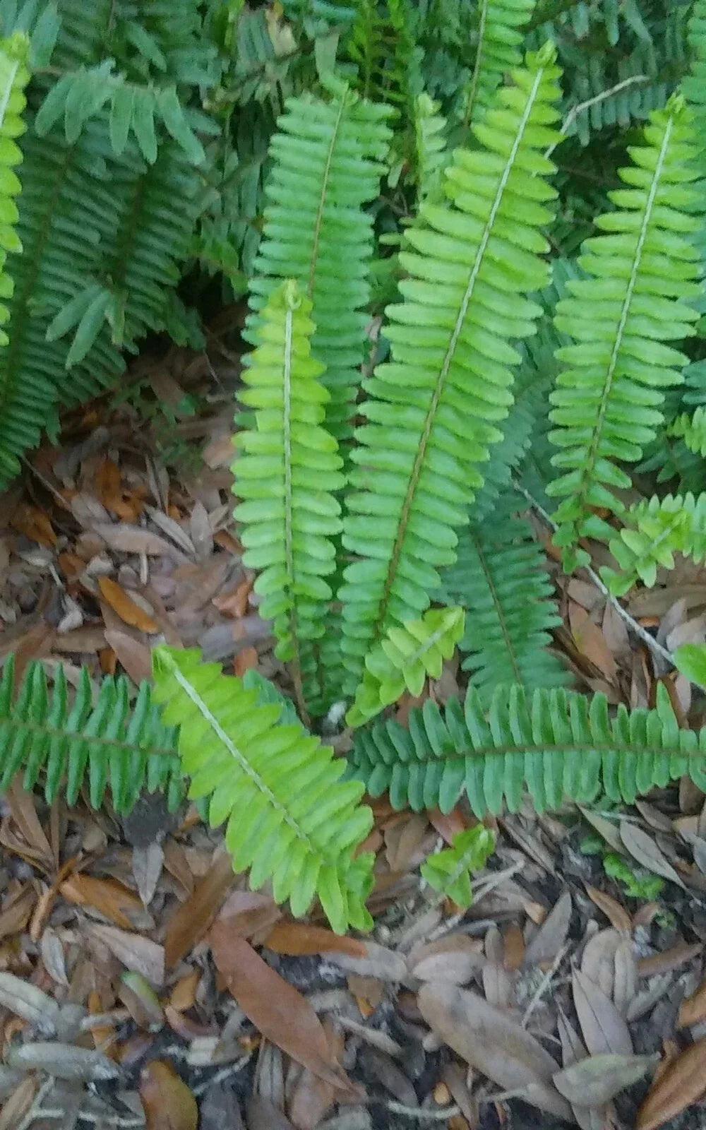 Rooted Live Boston Fern Plants - Tropical Greenery for Shade Gardens - Nephrolepis exaltata - Evergreen Indoor & Outdoor Plants