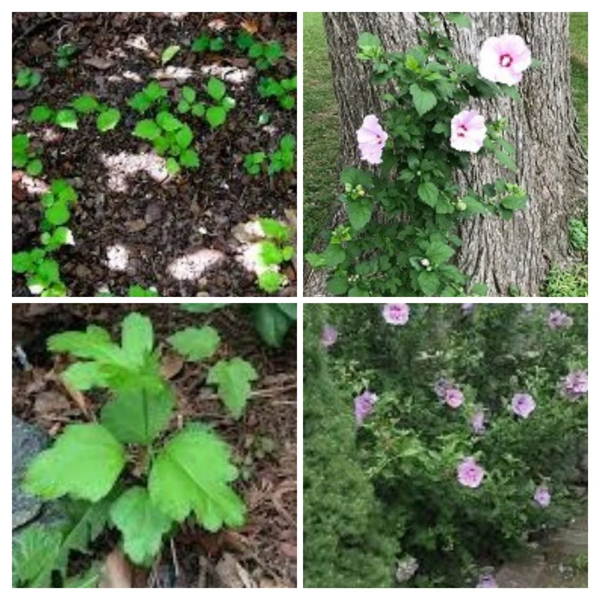 12" Rose of Sharon Hibiscus Live Plant Roots, Fast-Growing Starter Bush, Hibiscus syriacus