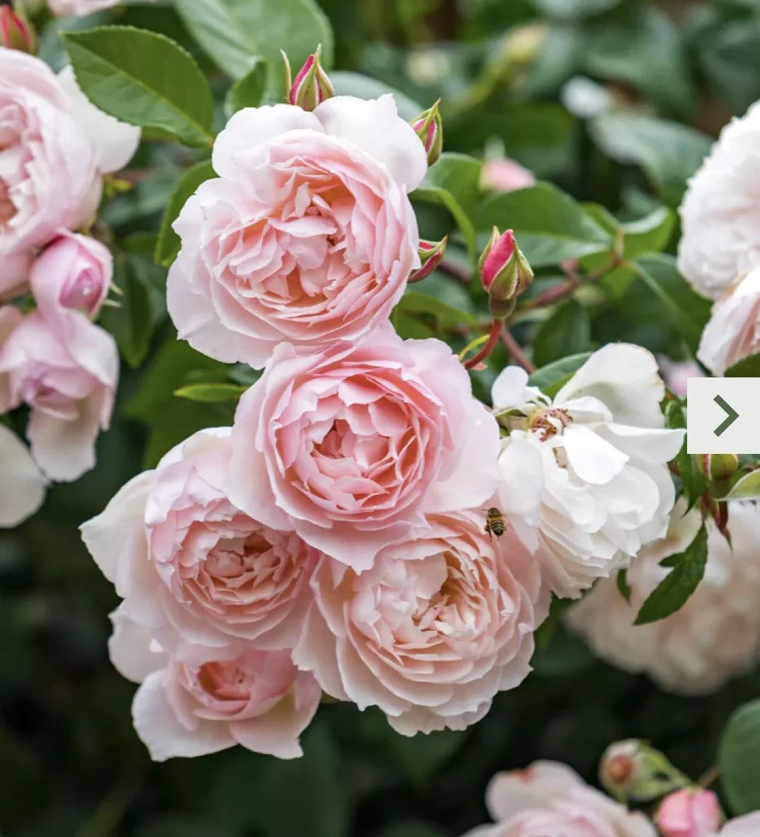 Climbing Pink Garden Rose Cutting 5-8" Unrooted Rosa spp.