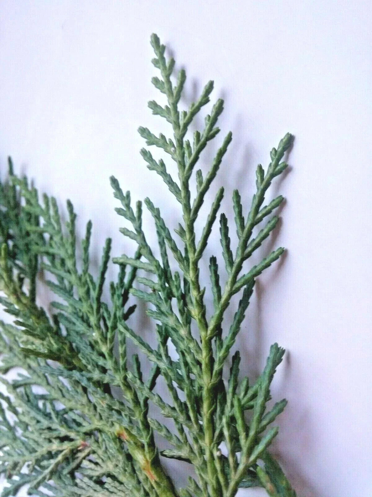Unrooted Cuttings of Leyland Cypress - 75 Fresh Cuttings for Planting (Cupressocyparis leylandii)