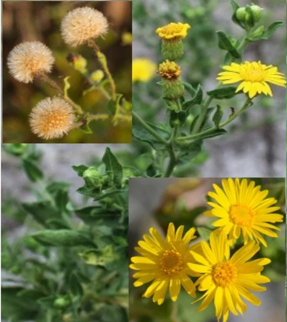 Camphorweed Seeds - Organic Heterotheca subaxillaris, Perennial Herb, Drought-Resistant, Wildflower, 100+ Seeds, USA Harvested