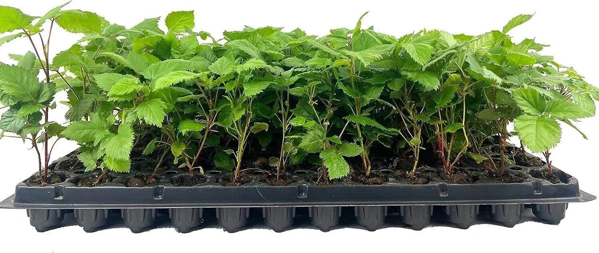 Thornless Blackberry Plant Starter - 10 Bare Root Apache Rubus Fruit Plants - Easy Care, High Antioxidant, Full Sun