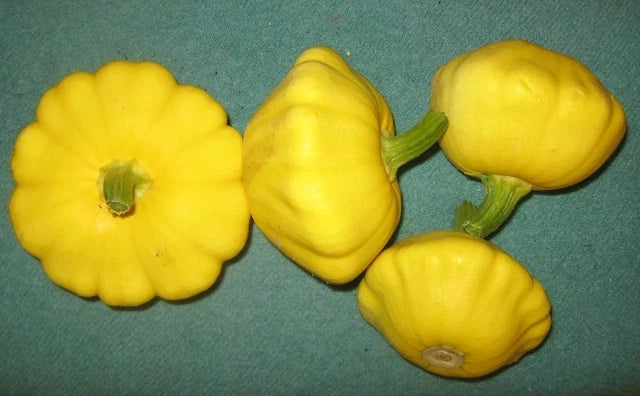 Yellow Bush Scallop Squash Seeds - Heirloom Cucurbita pepo, Compact Bush Plant, Summer Vegetable Seeds for Container & Small Gardens