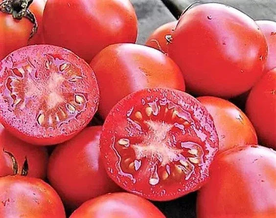 Siberian Tomato Seeds 10+ Organic Heirloom Non-GMO - Fresh Seed Variety, Perfect for Home Gardening - Solanum lycopersicum