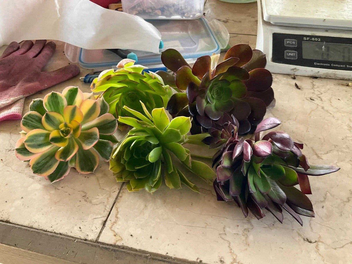 Aeonium Succulent Cuttings Set of 5 - 4" Varieties for Propagation - Exotic Houseplants
