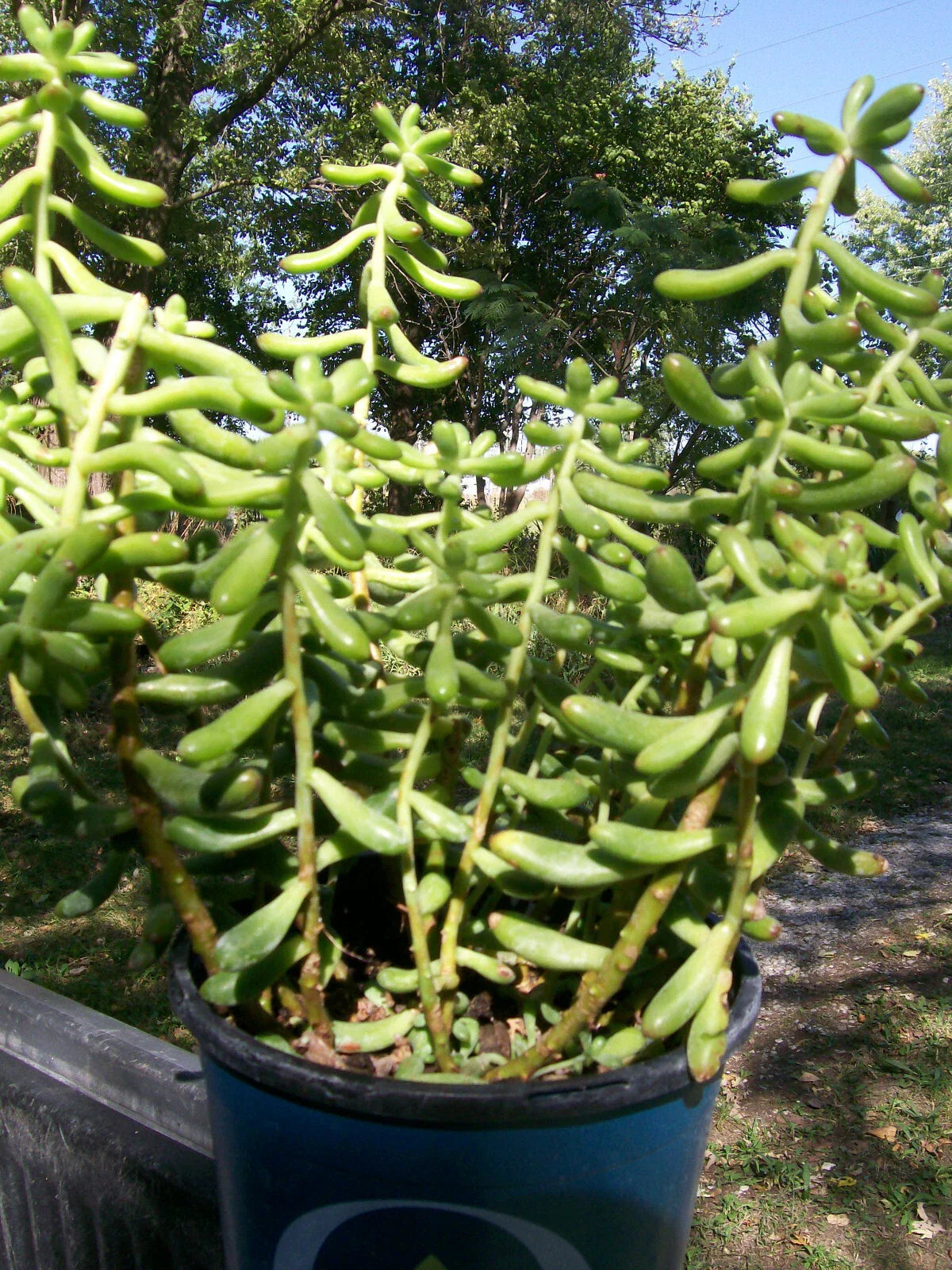 Sedum Salsa Starter Plant - 4" Pot - Drought Tolerant Ground Cover - Sedum spp. - Hardy Indoor/Outdoor Plant