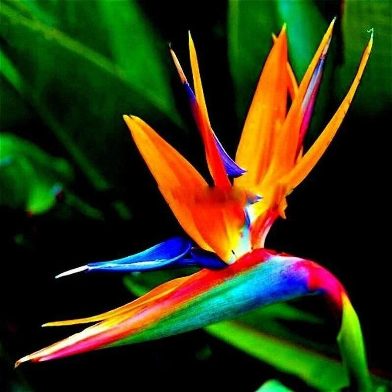 Bird of Paradise Seeds 15 Pack - Tropical Flowering Plant - Strelitzia reginae - Exotic Garden Starter Kit