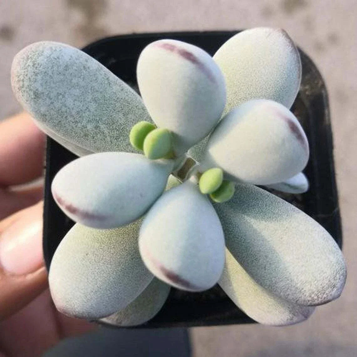 Cotyledon Orbiculata Succulent Plant in 2" Pot | Indoor Decor | Drought-Resistant Fleshy Leaves