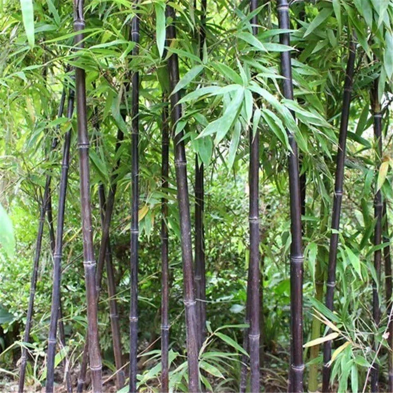 Black Bamboo Seeds - 52+ Cold Resistant Phyllostachys nigra for Garden Decoration