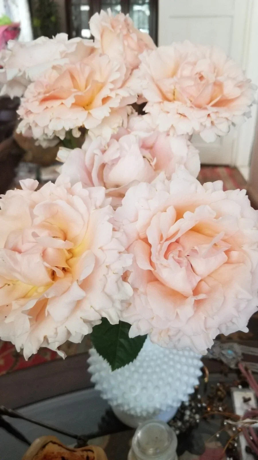 Polka Climbing Rose Cuttings - 3 Live Apricot Plants - Fragrant Climbing Roses Rosa 'Polka' for Garden Trellises