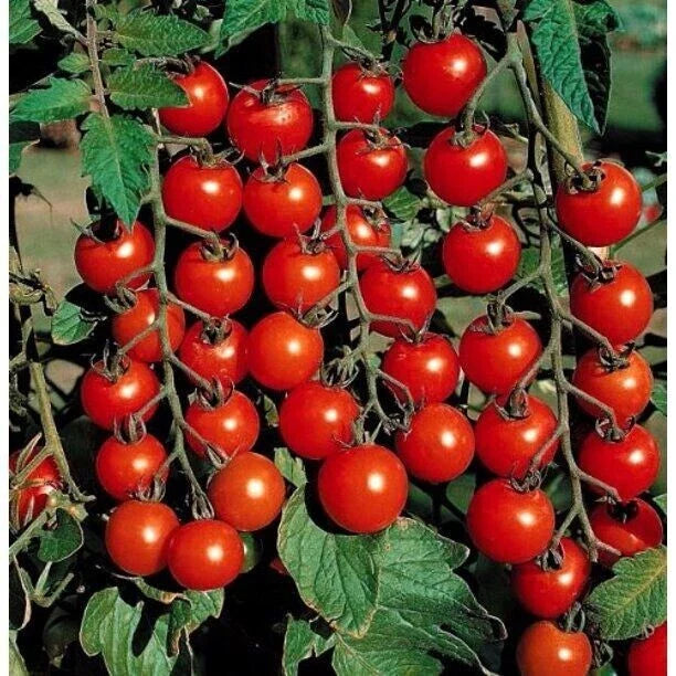 Small Cherry Tomato Seeds - 50+ Heirloom Non-GMO Organic - Rare Variety (Solanum lycopersicum)