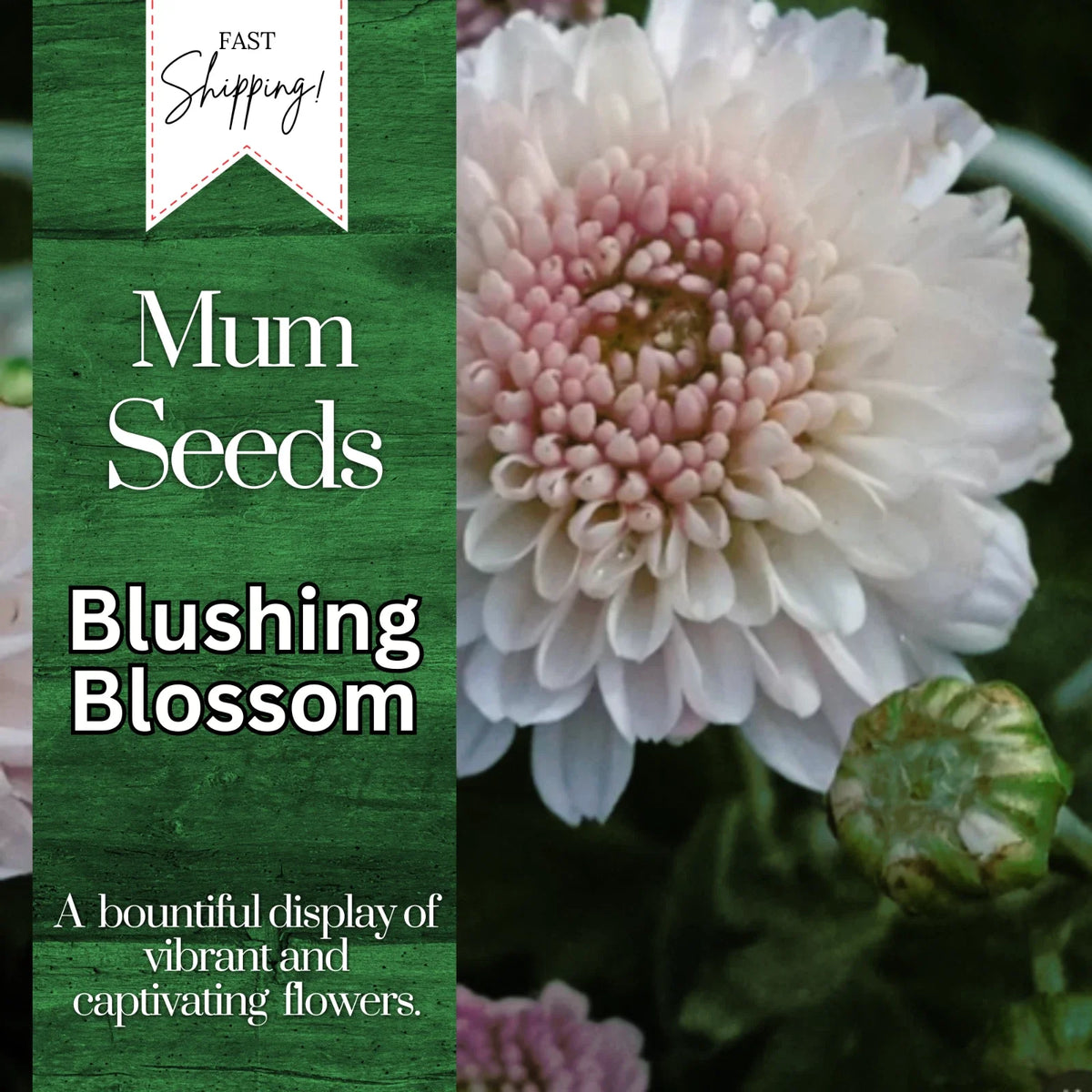 Chrysanthemum Seeds - Blushing Blossom Variety - 200+ Flower Seeds - Mum Flower Seeds - Perfect for Garden Planting