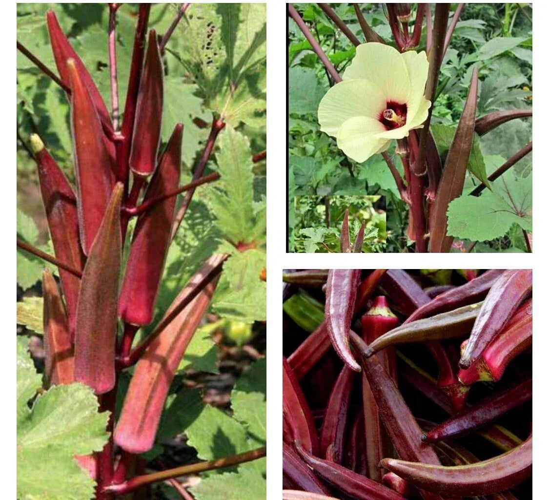 Red Burgundy Okra Seeds - 30+ Non-GMO Heirloom Seeds Abelmoschus esculentus