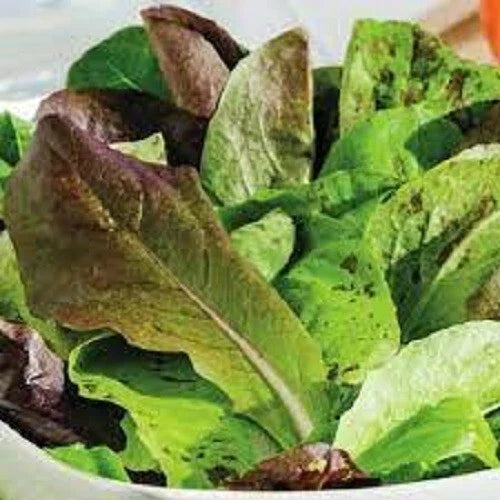 Organic Heirloom Romaine Trio Seeds - Premium Salad Greens - Fresh Vegetable Gardening Supplies
