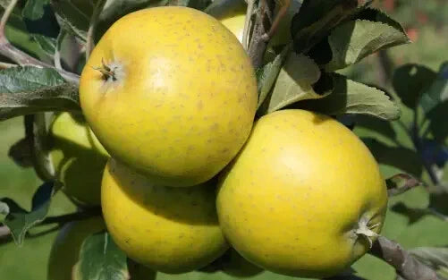 American Mother Apple Seeds - 25+ Seeds for Garden Planting - Malus domestica - USA Grown, Free Shipping