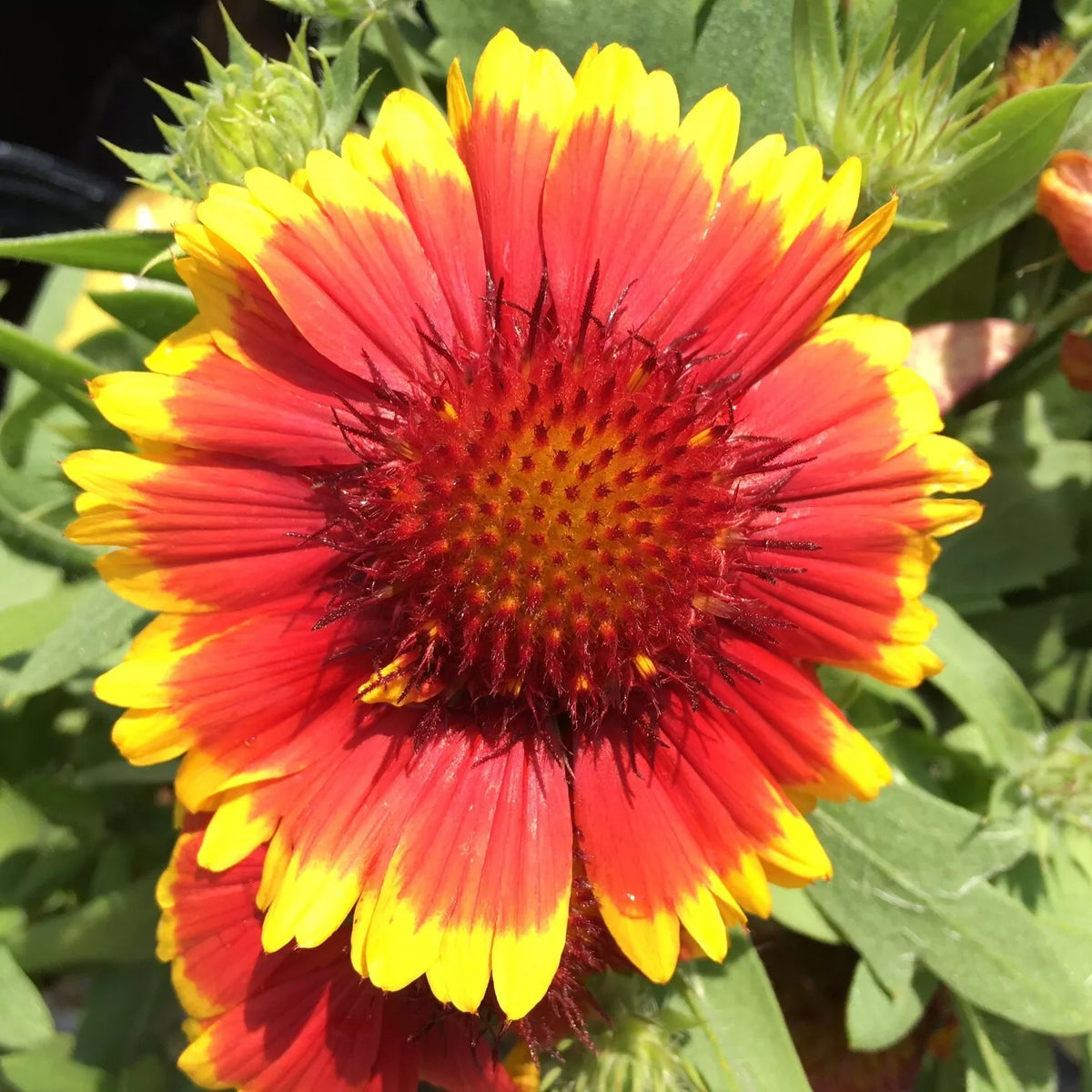 Gaillardia Blanket Flower Seeds - Perennial Garden Seeds for Borders & Containers - Gaillardia aristata, Full Sun, Easy to Grow