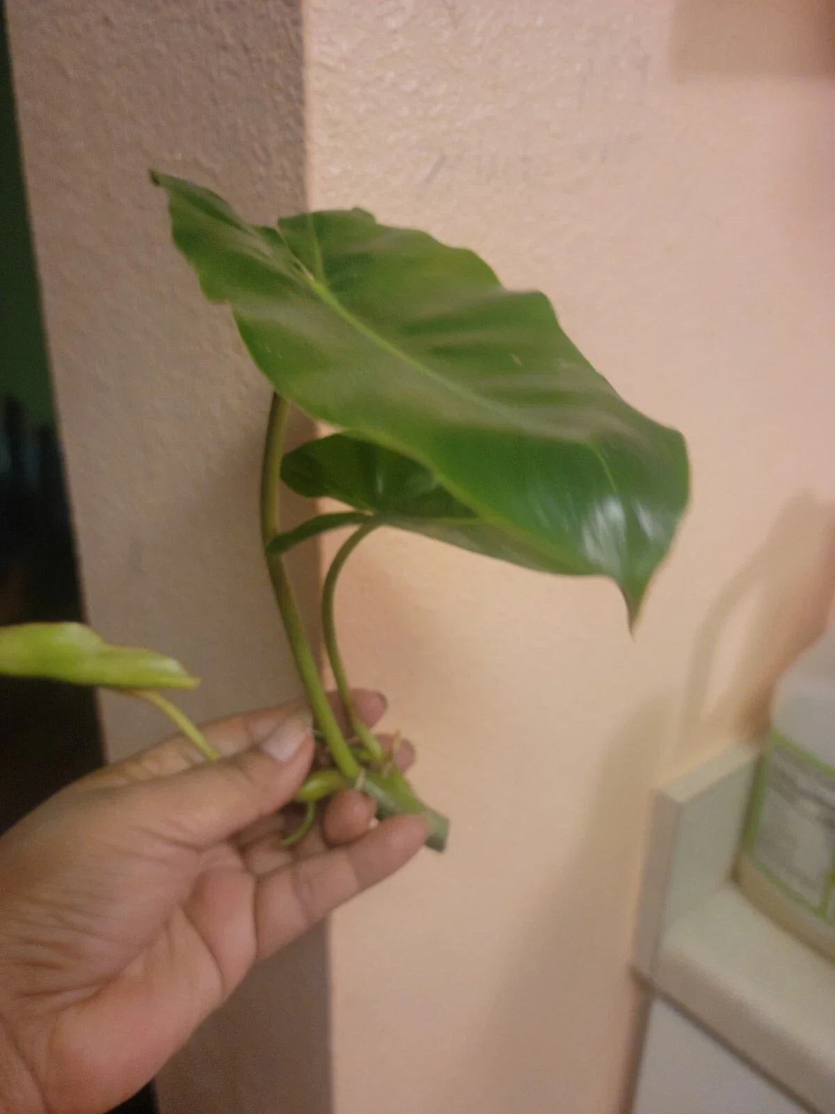 Burle Marx Philodendron Cuttings - Tropical Plant Clipping, Live Houseplant, Indoor Decor, Easy Care, Philodendron 'Burle Marx'