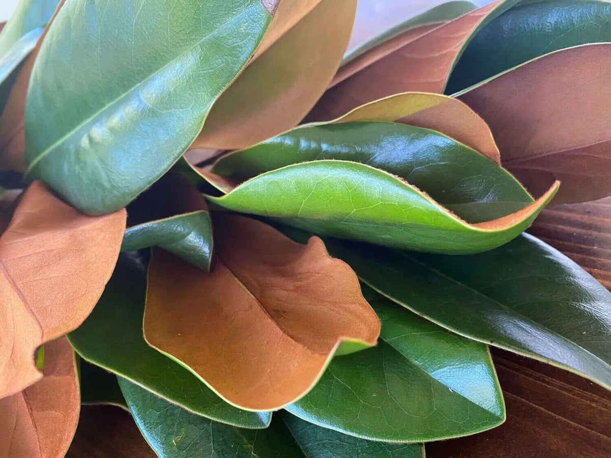 Fresh Live Magnolia Leaves - Green Foliage for Crafting & Decor - Magnolia grandiflora