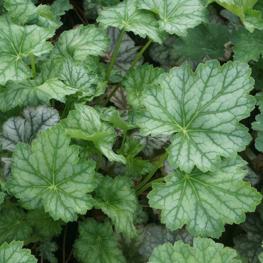 Heuchera americana 'Dale's Strain' Coral Bells Live Perennial Plant Bare Root - Silver-Blue Foliage, Drought Tolerant Ground Cover