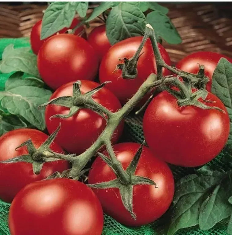 Moneymaker Tomato Seeds - Organic Heirloom Non-GMO, Solanum lycopersicum, Fresh Garden Seeds for Home & Container Gardening