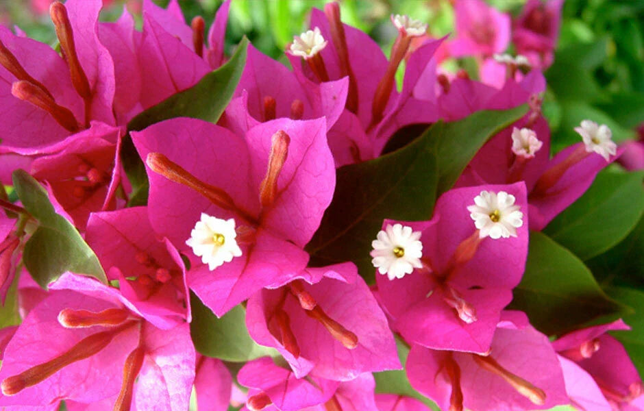 Bougainvillea Plug Plant - Pixie Pink - Well Rooted - Ships Bare Root - Bougainvillea spp.