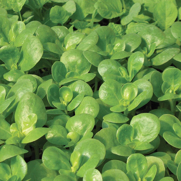 Golden Purslane Seeds - 750+ FRESH Seeds - Purslane (Portulaca oleracea) - Edible Herb Seed for Gardening