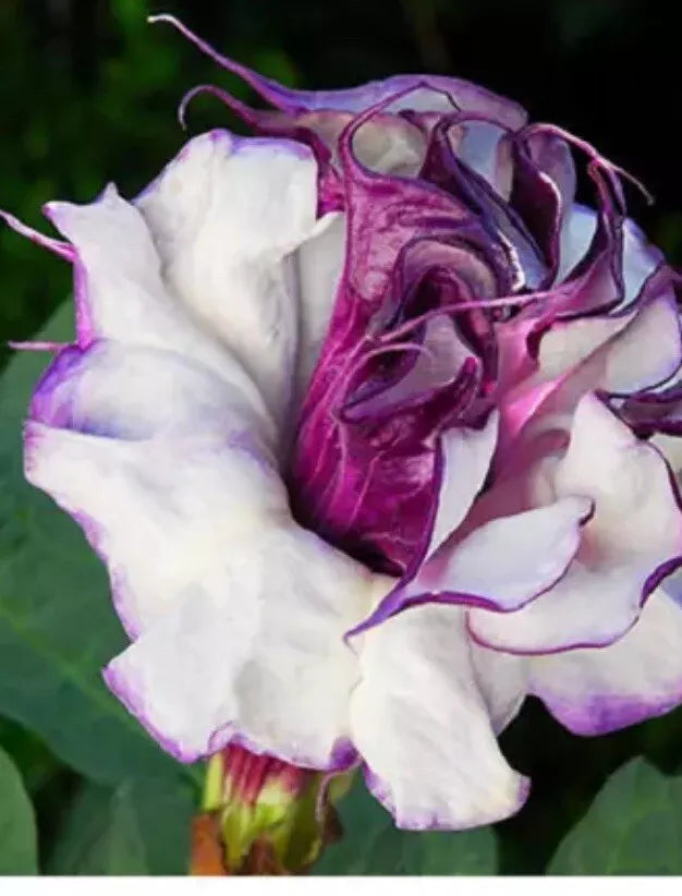 Purple Angel Trumpet Seeds, 50+ Pack, Double Petals, Brugmansia, Drought-Resistant Outdoor Plant for Summer & Fall Blooms