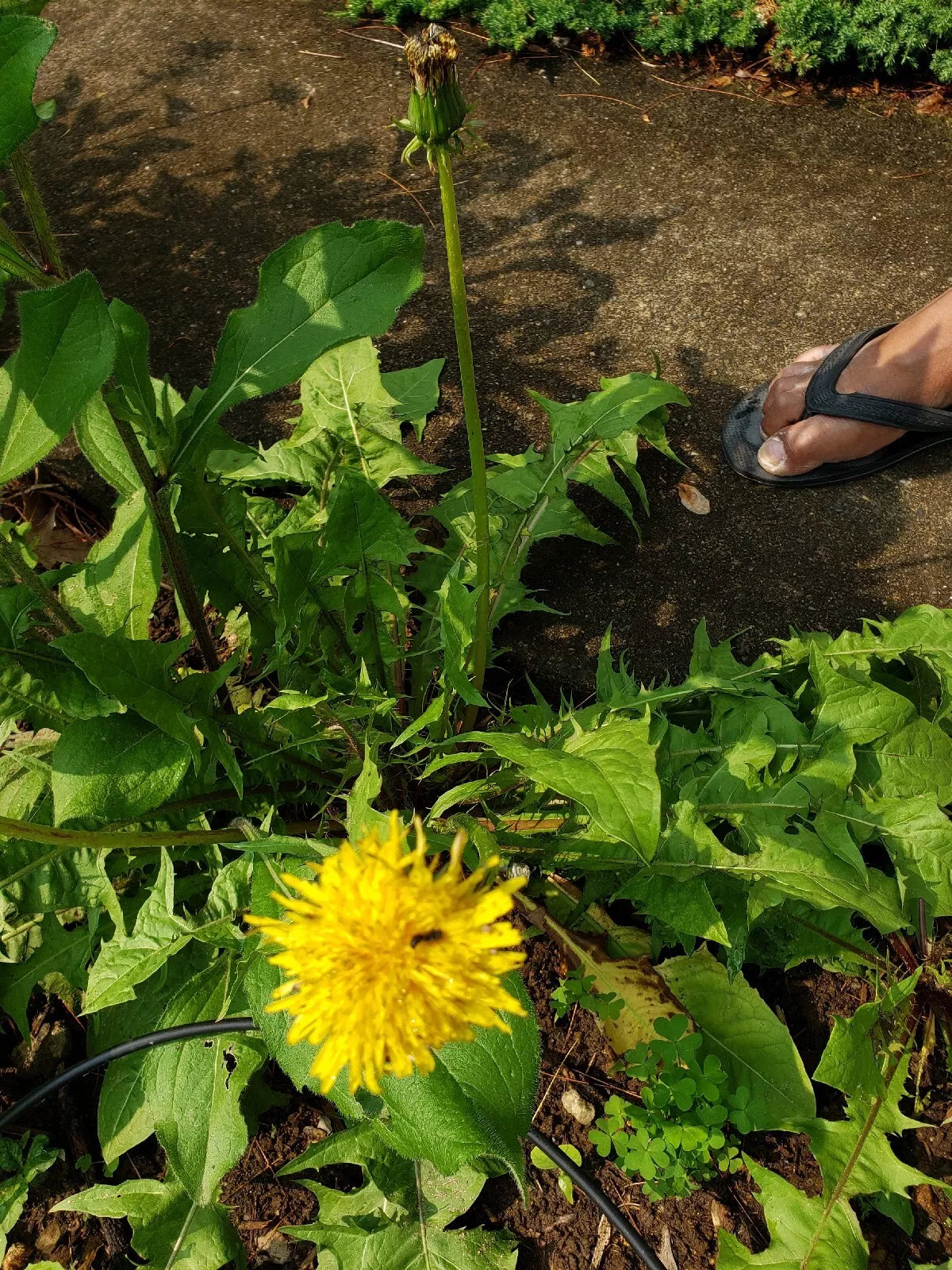 Dandelion Live Organic Plants 10 Count - Non-GMO Taraxacum officinale Roots for Gardening
