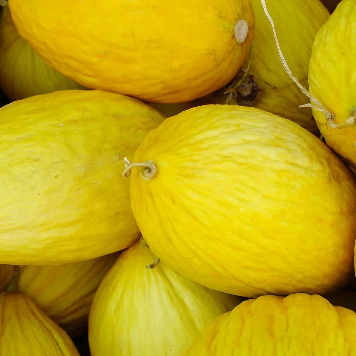 Crenshaw Melon Seeds - Heirloom, Non-GMO, Cucumis melo var. inodorus, Vining, Juicy Orange Flesh, Garden Seeds