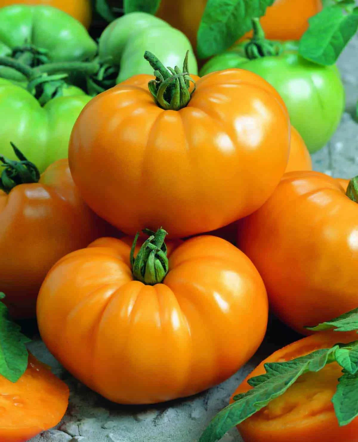 Tomato Slicer Live Plants 4+ Inches Set of 2 - Chef's Choice Yellow, Heirloom, Disease Resistant, Lycopersicon esculentum