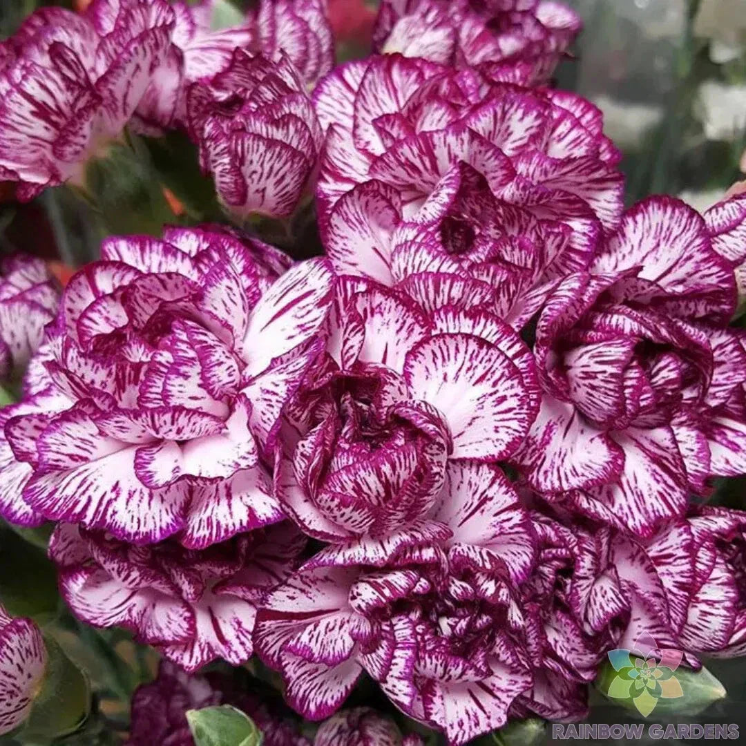 Purple Pixie Carnation Seeds - 200+ Count - Dianthus caryophyllus - USA