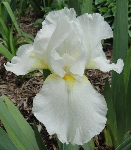 Tall Bearded Iris Plants - 3 Live Ruffled White Varieties - Iris germanica