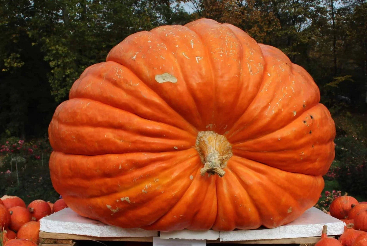 Big Max Pumpkin Seeds - 50+ Count, Giant Prize-Winning, Non-GMO Heirloom, Cucurbita maxima, Large Fruit, Vining Growth