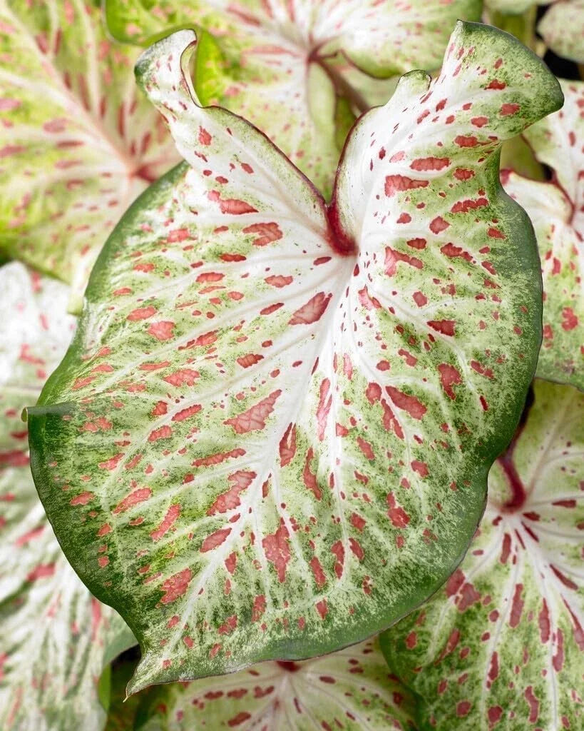 Caladium Bulbs - Gingerland Variety - Colorful Foliage - Caladium bicolor