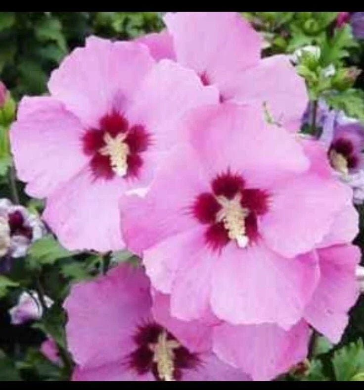 Rose of Sharon Seeds - Perennial Hibiscus Syriacus Flowering Shrubs for Garden - 30+ Seeds