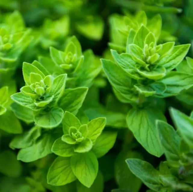 Italian Oregano Seeds - Non-GMO Culinary Herb - Origanum vulgare subsp. hirtum - 1000 Seeds for Garden and Cooking