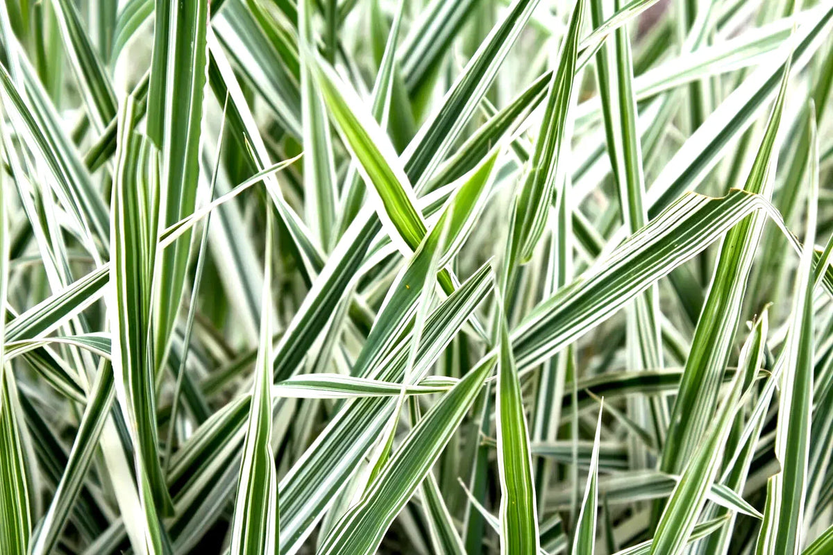 Ribbon Grass Plants - 10 Strawberry & Cream Root Divisions - Hardy Ground Cover for Sun or Shade (Phalaris arundinacea)