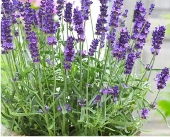 Lavender Seeds 100+ Heirloom English/French Lavandula angustifolia Herbaceous Perennial for Gardens & Containers