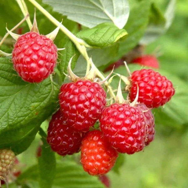 Everbearing Heritage Raspberry Cuttings - 20 Thin Rubus idaeus for Home Garden, Fresh Fruit, Continuous Harvest