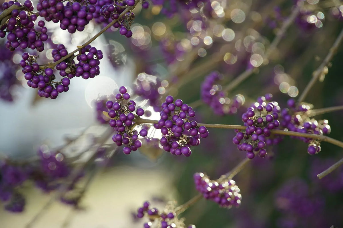 American Beautyberry Seeds - 30+ Perennial Seeds - Callicarpa americana - Free Shipping