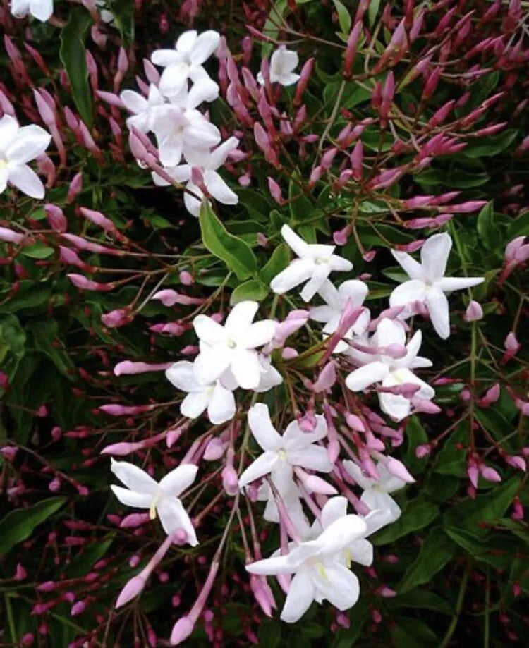 Star Jasmine Cuttings - Twelve Unrooted Stem Propagation Clippings - Fragrant Trachelospermum jasminoides