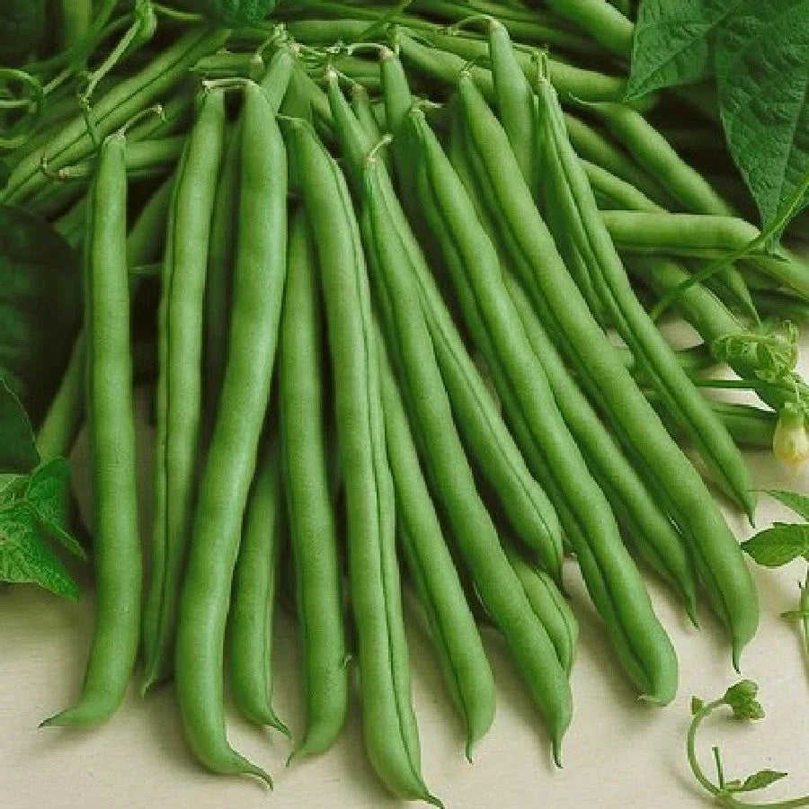 Kentucky Wonder Green Bean Seeds - 30+ Count - Heirloom Pole Variety - Perfect for 2025 Planting