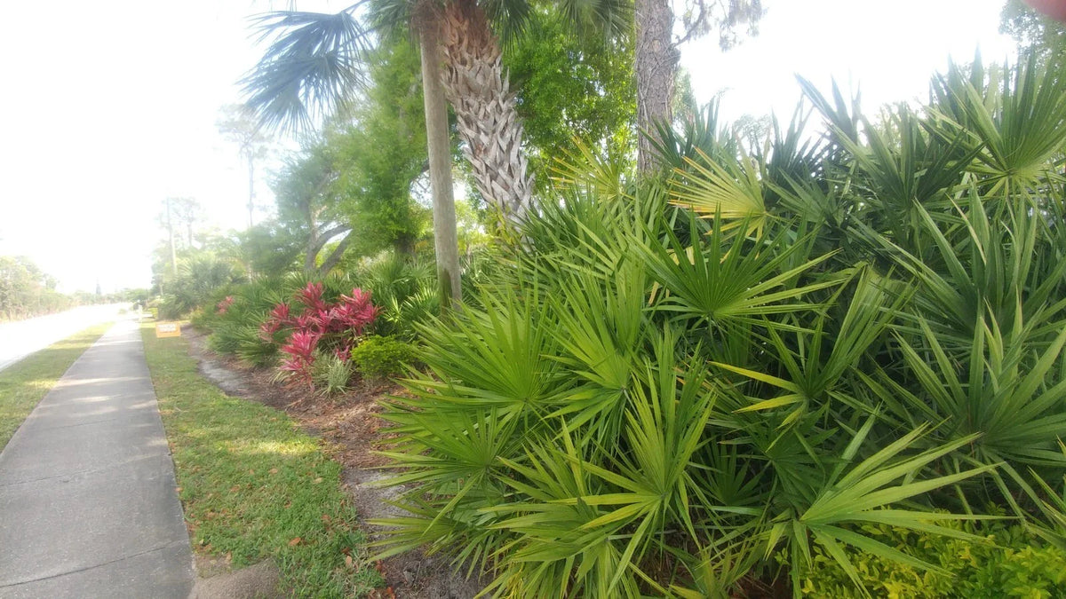 Florida Sabal Palmetto Palm Tree - 12"-20" Live Garden Plant - 2 Years Old, Rooted, Outdoor Tropical Plant