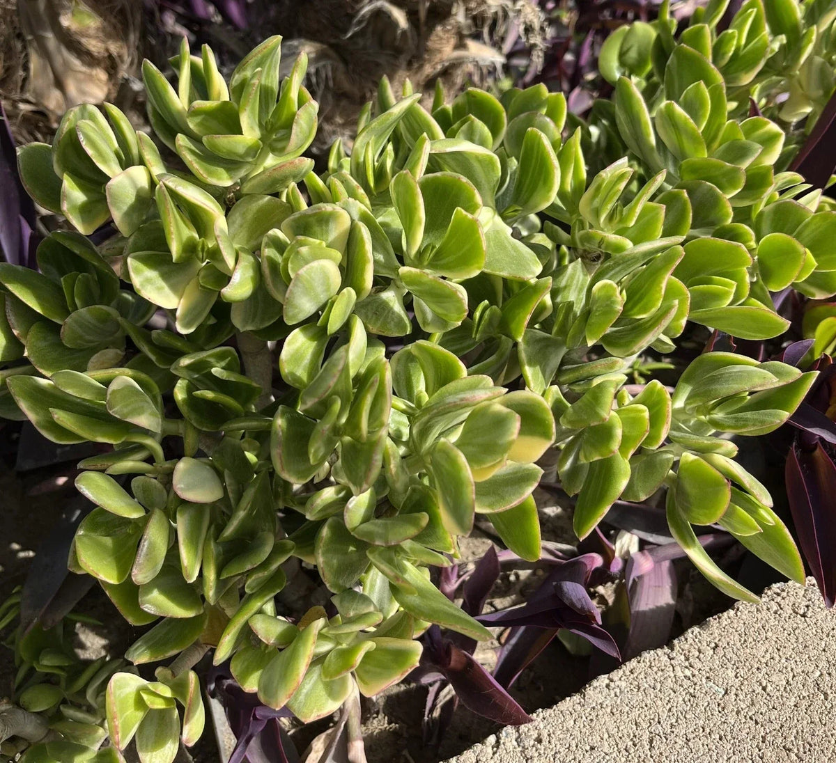 Crassula Ovata Variegated Jade Lemon Lime Tri-Color Succulent Cuttings – 5 Healthy Propagation Plants