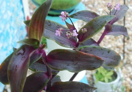 Wandering Jew Plant - 4" Pot - Purple Scimitars - Tradescantia Elongata Indoor Houseplant
